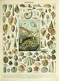 Weichtiere Larousse pour tous 1907–1910