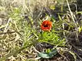 Adonis aestivalis