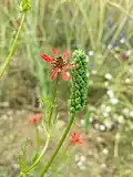 Adonis flammea