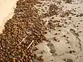 Seebälle treten gelegentlich in Massen am Strand auf