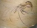 Garnele Aeger tipularius