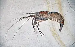 Zehnfußkrebs Aeger tipularius