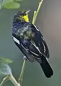 Brütendes Männchen in Singapur