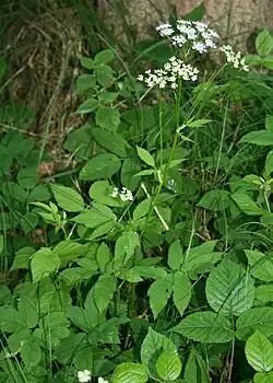 Habitus