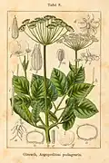Illustration von Jacob Sturm
