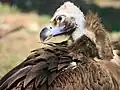 Mönchsgeier (Aegypius monachus)