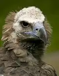Rund 100&nbsp;Mönchsgeier leben im Wald von Dadia.