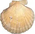 Aequipecten opercularis einfarbig orange