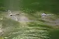 Fliegendes Weibchen der grünen Farbvariante (links) und Männchen (rechts) im Vergleich