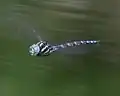 Männchen im Flug