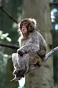 Affe am Ast