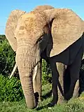 12 Elefante (Elefant) 45-46-47-48