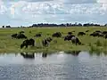 Kaffernbüffel im Chobe-Nationalpark
