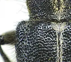 Abb. 4: Dichte, grobe Punktur Agapanthia cardui