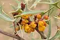 Mahonia trifoliolata