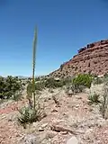 Blühende Agave utahensis