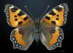 Aglais urticae