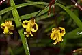 Blüten von Persoonia nutans.
