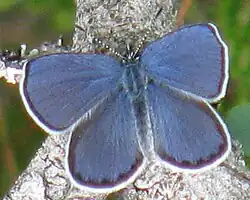 Männchen
