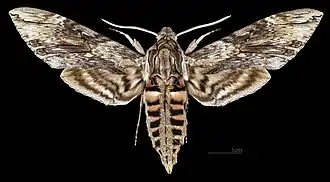 ♂