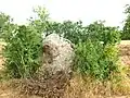 Menhir La Pierre-Fitte