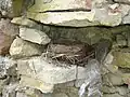 Vogelnest an der Mauer, Juli 2006