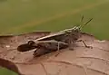 Männchen