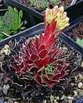 Sempervivum heuffelii 'Aiolos', mit Knospen am Blütenstand,
