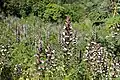 Akanthus-Wiese
