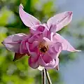 Gewöhnliche Akelei (Aquilegia vulgaris)