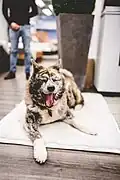 Akita Eddy