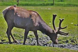 Roosevelt-Wapiti
