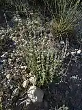 Habitus