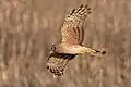 Weibliche Kornweihe (Hen harrier)