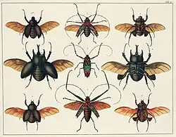 Band 4, Tafel 90: Insekten