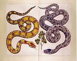 Band 2, Tafel 99: Boa constrictor[2]