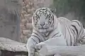 Weißer Indischer Tiger (2012)