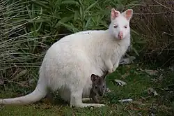 Albino Wallaby in Adventure Bay