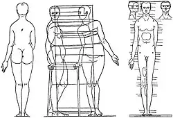 Proportionen Mann