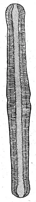 R. gibba O.&nbsp;Müller