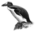 Riesenalk aus dem Buch Birds von Arthur Humble Evans, 1899