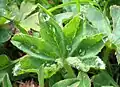 Beim Spitzlappigen Frauenmantel (Alchemilla vulgaris) ist die plikative Knospenlage auch im entfalteten Blatt noch erahnbar.