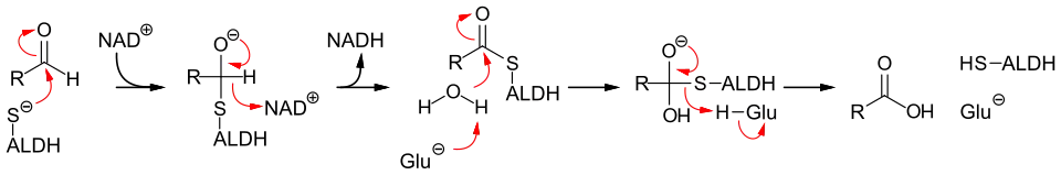 Mechanismus der Aldehyd-Dehydrogenase
