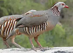 Felsenhuhn
