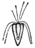 P. tetrarhynchus Nordisk familjebok