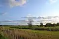 Wiesenlandschaft bei Alkersum