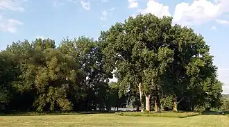 Die Cottonwood Grove ist Standort von 100 ft (30 m) hohen Schwarz-Pappeln.