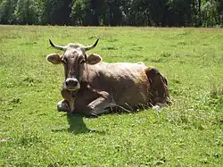 Allgäuer Braunvieh