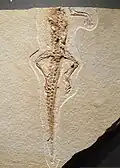 Krokodilartiges Reptil Alligatorellus