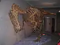 Nachbildung eines Allosaurus-Skeletts